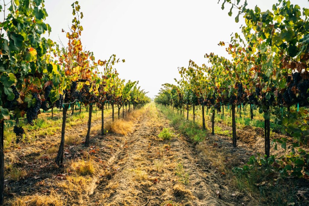 Fresno County wine fields Economic Development